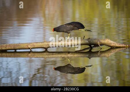 Moorhen (Gallinula chloropus) allungando le gambe su un ramo con riflessione dell'acqua Foto Stock