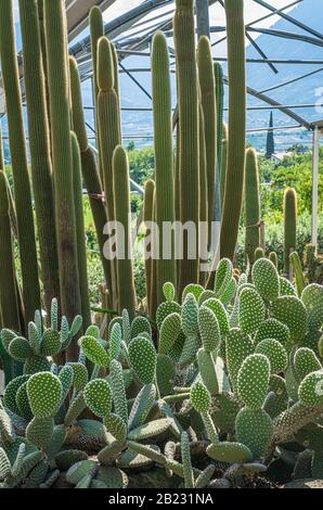 Varie cactus in una serra serra. Succulente in serra nel deserto piantate in un giardino botanico Foto Stock