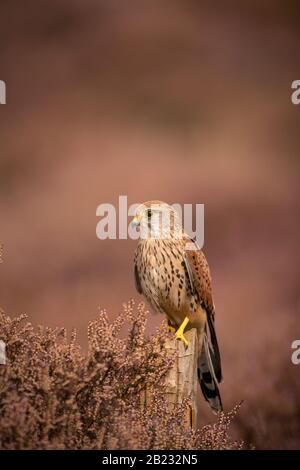 Il Gheppio comune ;; femmina Falco tinnunculus, sulla brughiera autunnali Foto Stock