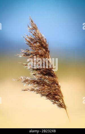 Un teazel selvaggio che soffia nella brezza estiva con uno sfondo sfocato Foto Stock