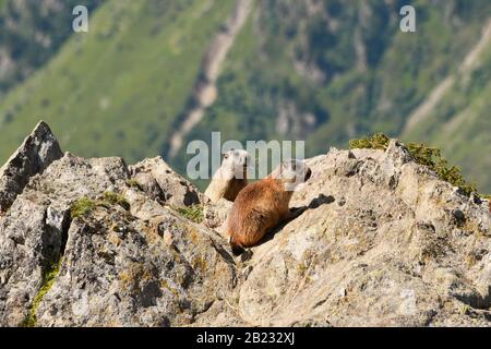 Due marmotte nel deserto delle Alpi tirolesi in Austria. Foto Stock