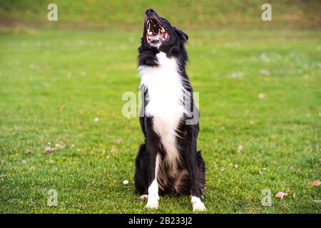 Felice Border Collie cane senza guinzaglio all'aperto in natura nella bellissima alba. Happy dog cercando di fotocamera nel parco della città. Foto Stock