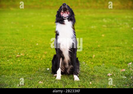 Bel ritratto di cane che si posa all'aperto con un'emozione divertente, gli occhi chiusi e una smiley. Il contentissimo bordo collie pup deliziare la fredda mattina invernale nel Foto Stock