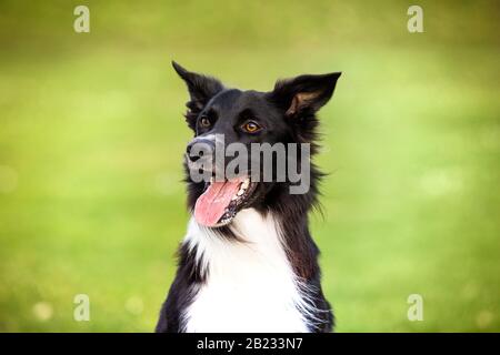 Felice Border Collie cane senza guinzaglio all'aperto in natura nella bellissima alba. Happy dog cercando di fotocamera nel parco della città. Foto Stock