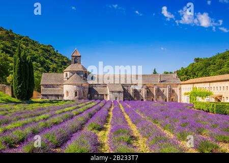 Provenza, Francia. Fioritura viola i campi di lavanda in corrispondenza di Senanque monastero. Foto Stock