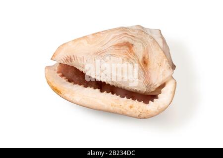 Guscio gigante di un gastro di mare Cassis Cornuta in toni rosa isolato su sfondo bianco Foto Stock
