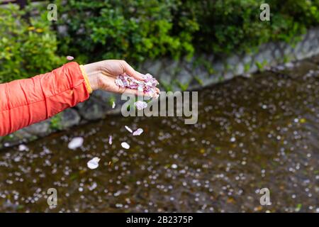 Kyoto, Giappone donna donna mano donna cadere tenendo fiori di ciliegio sakura petali nel palmo di Takase fiume canale acqua in primavera giorno Foto Stock