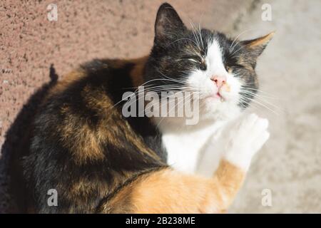 Graffi della zampa Cat dietro l'orecchio. Soleggiata giornata estiva all'aperto. Pulci e zecche in animali domestici Foto Stock