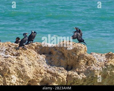 Colonia di uccelli cormorani su una roccia nel mare di Albufeira, sulla costa dell'Algarve del Portogallo Foto Stock