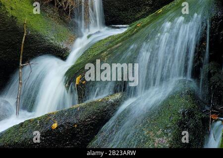 Auwald, Herbstwald, Bayerischer Wald, Bach, Bergbach, Germania, Foto Stock