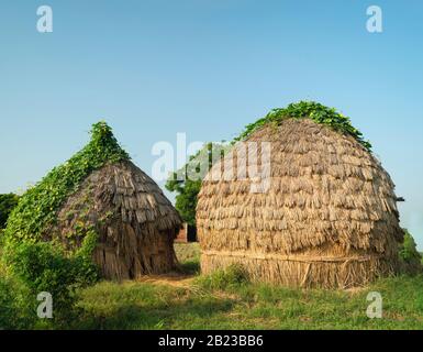 Rurale paglia grano asciugando e unità di deposito con creepers verde che crescono sulle strutture in mezzo al campo su una bella mattina estiva a Vrindavan, Foto Stock