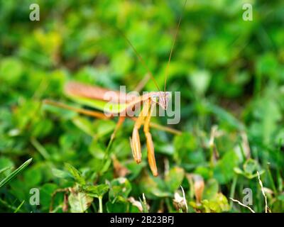 closeup di mantis orante in erba Foto Stock