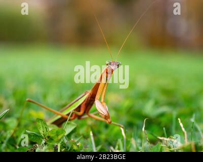 closeup di mantis orante in erba Foto Stock