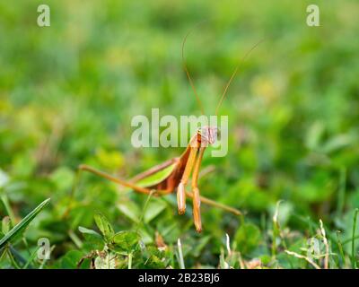 closeup di mantis orante in erba Foto Stock