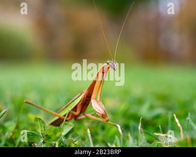 closeup di mantis orante in erba Foto Stock