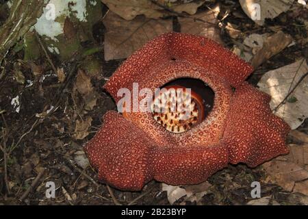 Fiore gigante (Rafflesia arnoldii), il più grande fiore del mondo, Borneo  Foto stock - Alamy