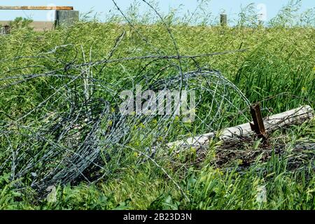 Una vecchia pila di barbwire in un lussureggiante campo verde. Foto di alta qualità Foto Stock