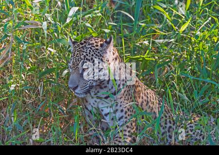 Jaguar Guardando Dalle Erbe sulla riva nel Pantanal in Brasile Foto Stock