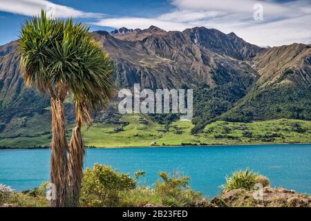 Cavolo albero, Sentinel Peak massiccio sul Lago Hawea, vista dalla sezione collo di Makarora Lago Hawea strada, Otago Regione, Isola del Sud, Nuova Zelanda Foto Stock