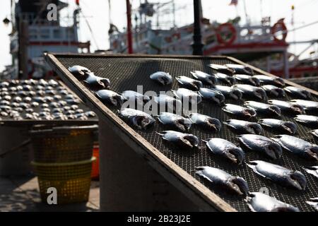 Colpo vicino di pesci che sono messi per asciugare al sole, con le barche da pesca tailandesi sullo sfondo nella regione Samut Sakhon Foto Stock