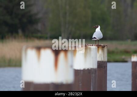 Gabbiano a testa nera in piedi su un palo separato dalla macchia sfondo, nella città tedesca di Prerow al Mar baltico Foto Stock