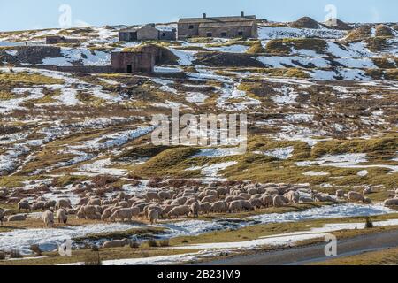 Un gregge di pecore si infila in un fieno sotto i resti della miniera Coldberry Lead Mine su una collina patchy coperta di neve Foto Stock