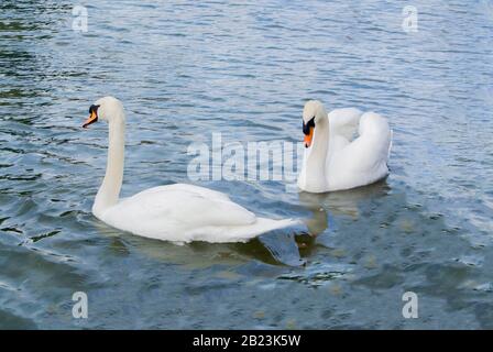 Due cigni bianchi che galleggiano su un lago Foto Stock