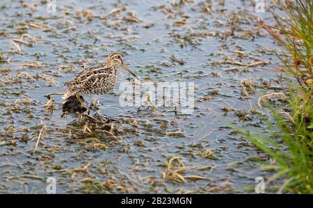 Un Snipe Sudamericana, Gallinago paraguaiae a Punta Arenas, Cile. Foto Stock