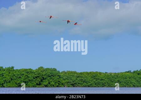 Celestun, Yucatan, Messico: Fenicotteri americani - Fenicopterus ruber - volare in testa alla Riserva della Biosfera di Celestun. Foto Stock