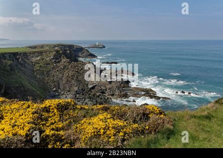 Il faro di Godrevy è stato visto dalla cima della scogliera costiera con i cespugli di Gorse (Ulex europaeus), vicino a St. Ives, Cornovaglia, Regno Unito, aprile 2019. Foto Stock