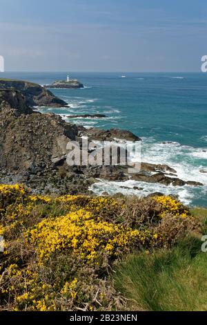 Il faro di Godrevy è stato visto dalla cima della scogliera costiera con i cespugli di Gorse (Ulex europaeus), vicino a St. Ives, Cornovaglia, Regno Unito, aprile 2019. Foto Stock