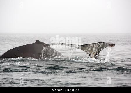 Humpback Whale Megaptera Novaeangliae A Foyn Harbour, Wilhelmina Bay, Antartide. Foto Stock