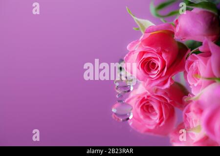 rosa con gocce di rugiada - macro Foto Stock