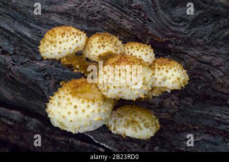 Shaggy Pholiota, Pholiota squarrosa, cresce su un tronco di acero da zucchero decadente nelle Pocono Mountains della Pennsylvania. Foto Stock