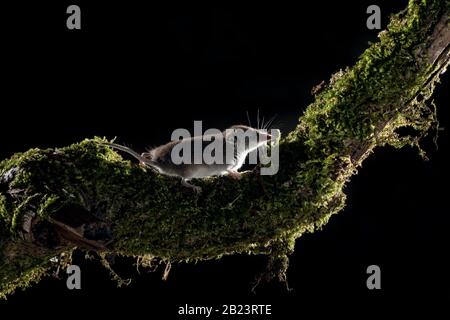 Topo di pygmy eurasiatica (Sorex minus) in habitat naturale. Arrampicandosi su un ramo, uno dei più piccoli mammiferi del mondo, shrew Foto Stock