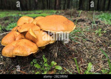 Gruppo di funghi che crescono nella foresta, autunno Foto Stock