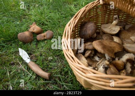 Pleurotus eryngii. Thistle Fungo. Fungo Cardoncello appena prelevato sul campo, con cesto e coltello Foto Stock