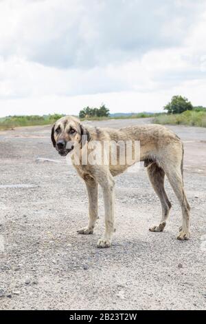 un cane di strada povero e skinny che sta in piedi sul percorso Foto Stock