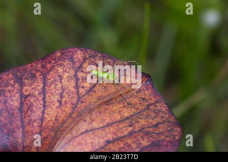 Green Lynx Spider (Peucetia viridans) su Sarracenia alata, Stone County, Mississippi, Stati Uniti Foto Stock