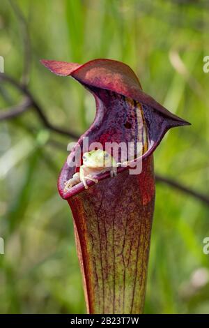 Frog albero (Ayla sp.) su Sarracenia alata in Stone County, Mississippi, Stati Uniti Foto Stock