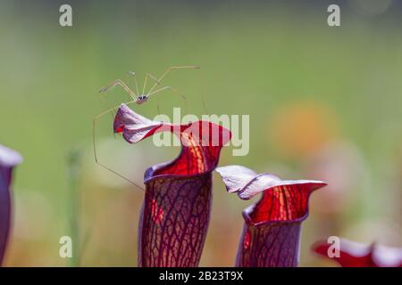 Weberknecht auf Sarracenia alata, Contea di Stone, Mississippi, Stati Uniti Foto Stock