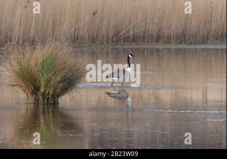 Canada Goose, Branta canadensis, singolo adulto che cammina in acqua. Preso Marzo, Rutland Water, Rutland, Regno Unito. Foto Stock