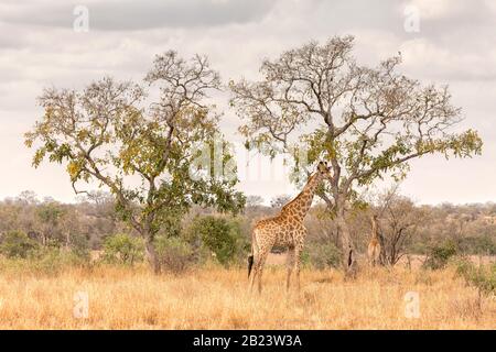 Due giraffe e un adulto e un bambino nel Kruger National Park Foto Stock