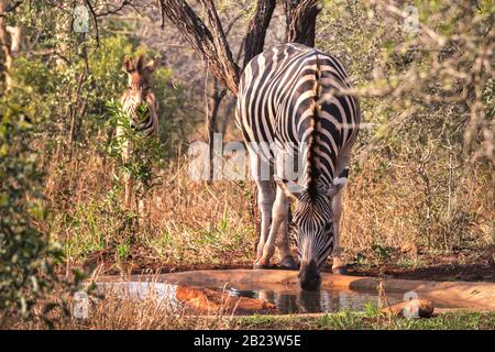 Madre e bambino zebre alla Riserva di gioco di Hlane Waterhole Swaziland. La giovane zebra è un po' timida e si allontana dall'acqua Foto Stock