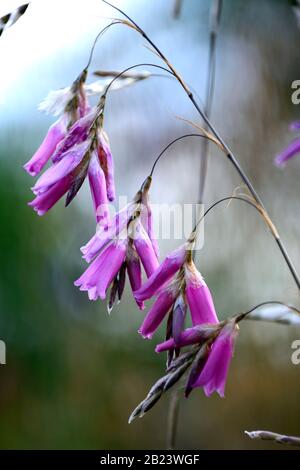 Dierama pulcherrimum, fiori rosa viola, fiore, perennials, arching, dangling, sospeso, a forma di campana, angeli canne da pesca, RM Floral Foto Stock