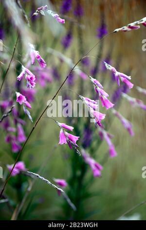 Dierama pulcherrimum, fiori rosa viola, fiore, perennials, arching, dangling, sospeso, a forma di campana, angeli canne da pesca, RM Floral Foto Stock