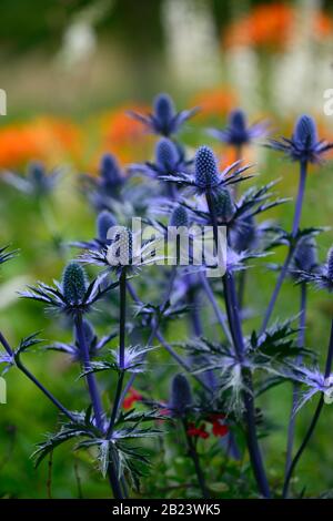 Eryngium X Zabelii Big Blue,Sea Holly,in background,out of focus,blue e. Fiori d'arancio, fioritura mista, bordo, RM Floral Foto Stock