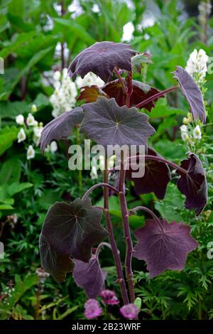 Senecio cristobalensis,Roldana petasitis,Red Leaved Velvet Senecio,foglia viola,foglie,fogliame,tenero perenni,giardino,giardini,RM Floral Foto Stock