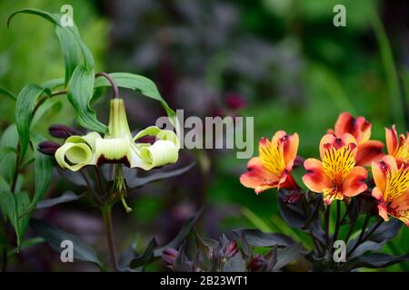 Lilium nepalense,giglio tromba,lecci,verde rosso,fragrante,profumato,fiore,Alstroemeria Estate Indiana,giglio peruviano,rame,arancio,giallo,fiore,fiori,f Foto Stock