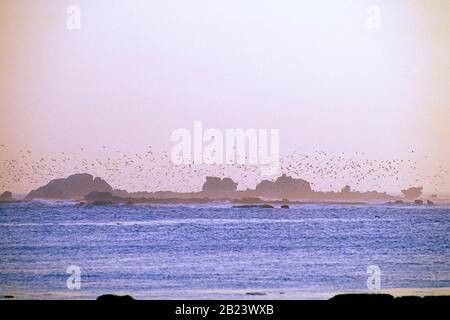 Guernsey. Gregge di gabbiani sulle rocce della costa occidentale. Foto Stock